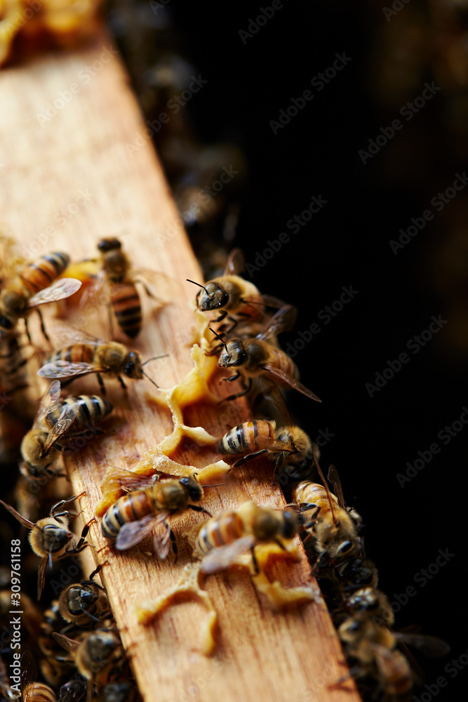 Apiary, beehive farm and beekeeping Apiary, beehive farm and beekeeping