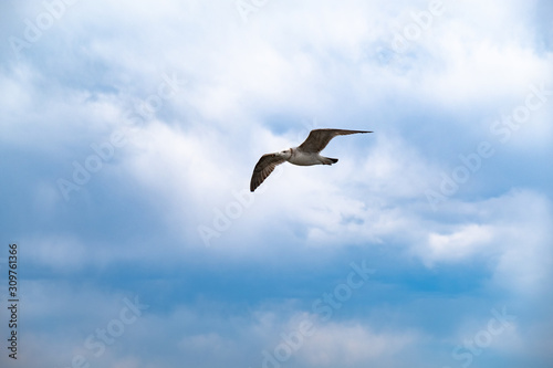 A Seagull soars in the sky against a background of white clouds. Amur Bay  Vladivostok  Russia.A Seagull soars in the sky against a background of white clouds. Amur Bay  Vladivostok  Russia.