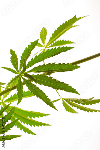 isolated green marijuana leaf on black background and white background