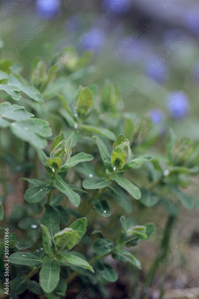 Young green plants with water droplets Young green plants with water droplets