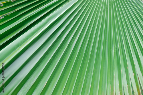 Closeup image palm tree leaf © ekkapol