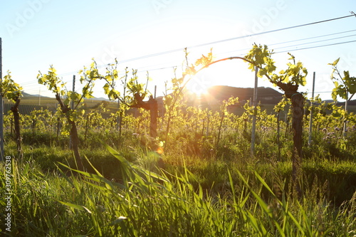 Wine field vineyard warm sunlight