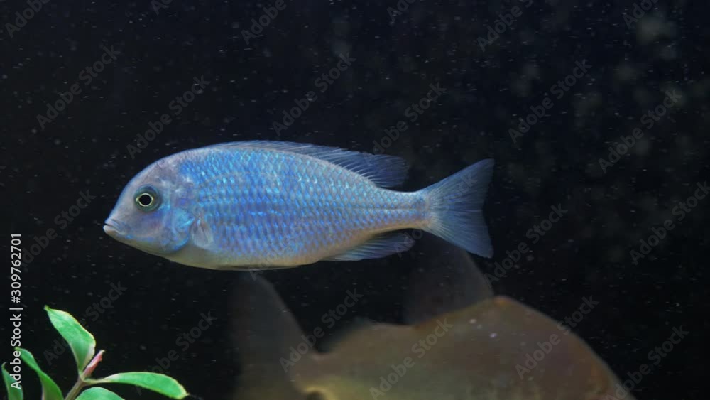 Aquarium fish swim slowly. Large home aquarium. Aquarium fish swim slowly. Large home aquarium.