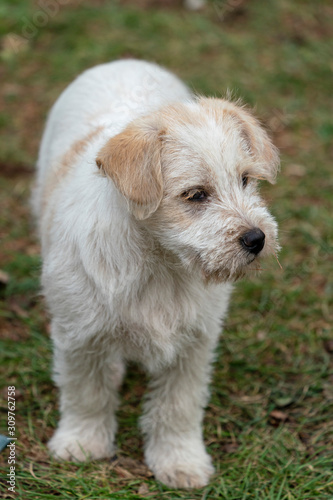 lovely and beautiful white terrier dog child on the green grass