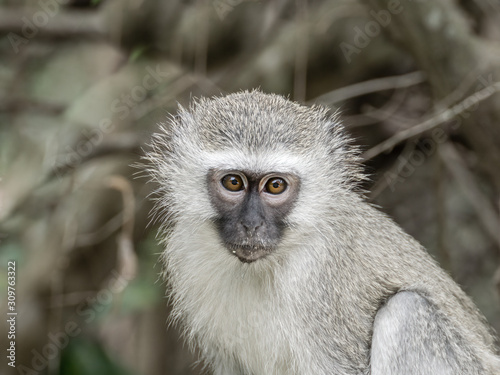 Vervet Monkey (Chlorocebus aethiops)