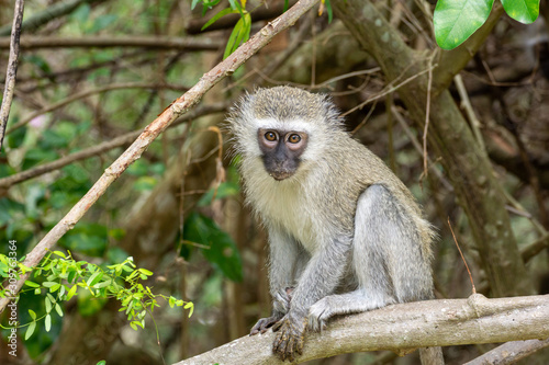 Vervet Monkey (Chlorocebus aethiops), taken in South Africa photo