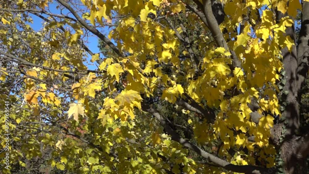 Slow Motion Yellow Leaves Swaying In Wind Slow Motion Yellow Leaves Swaying In Wind