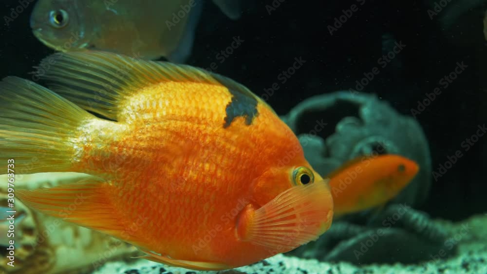 Aquarium fish swim slowly. Large home aquarium. Aquarium fish swim slowly. Large home aquarium.