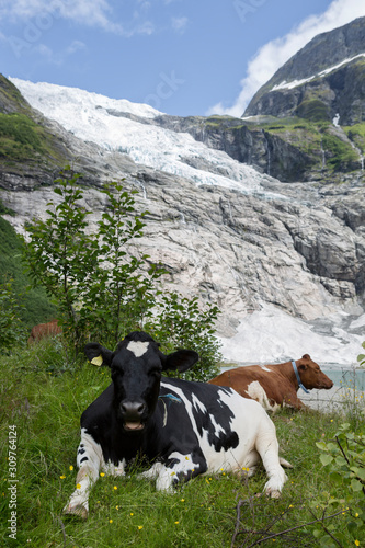 Kühe am Boyabreen Gletscher im Jostedalsbreen Nationalpark, Norwegen photo