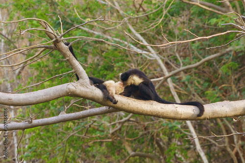 capuchin monkey  Cebus capucinus   taken in Costa Rica