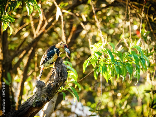 Crested Barbet (Trachyphonus vaillantii), taken in South Africa photo