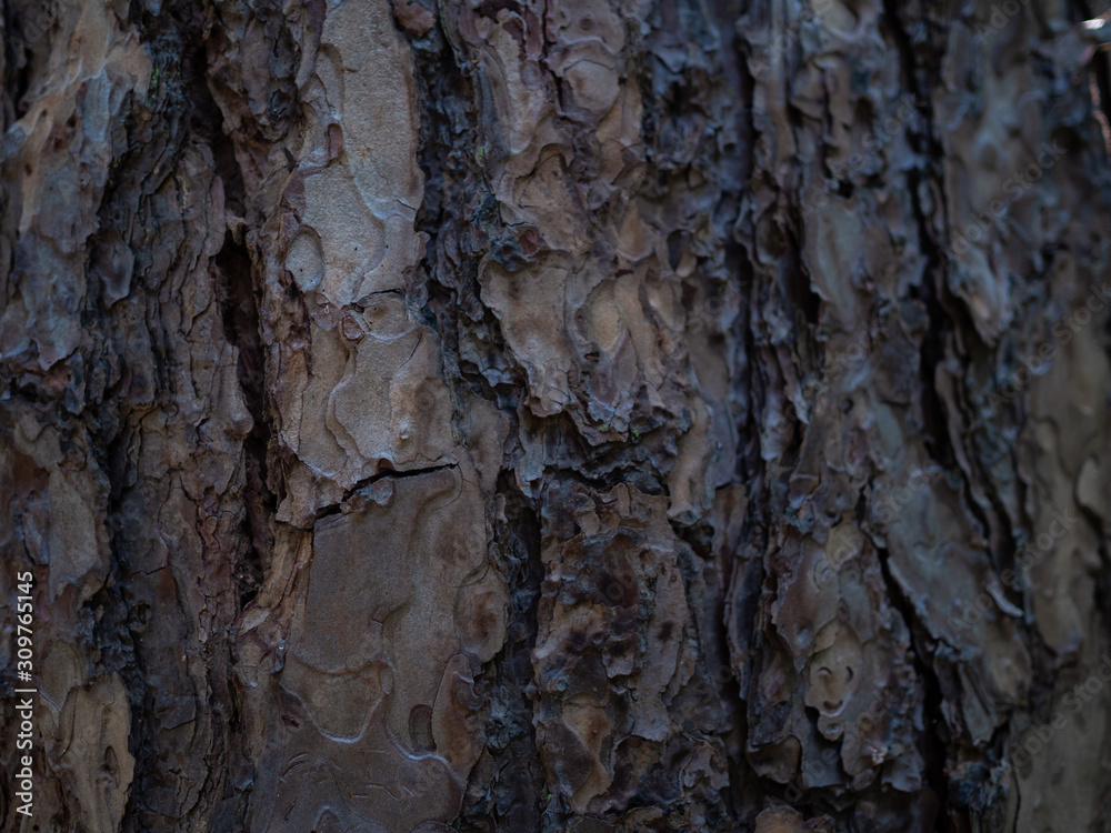 Brown tree bark surface. Bark Tree Texture. Brown tree bark surface. Bark Tree Texture.