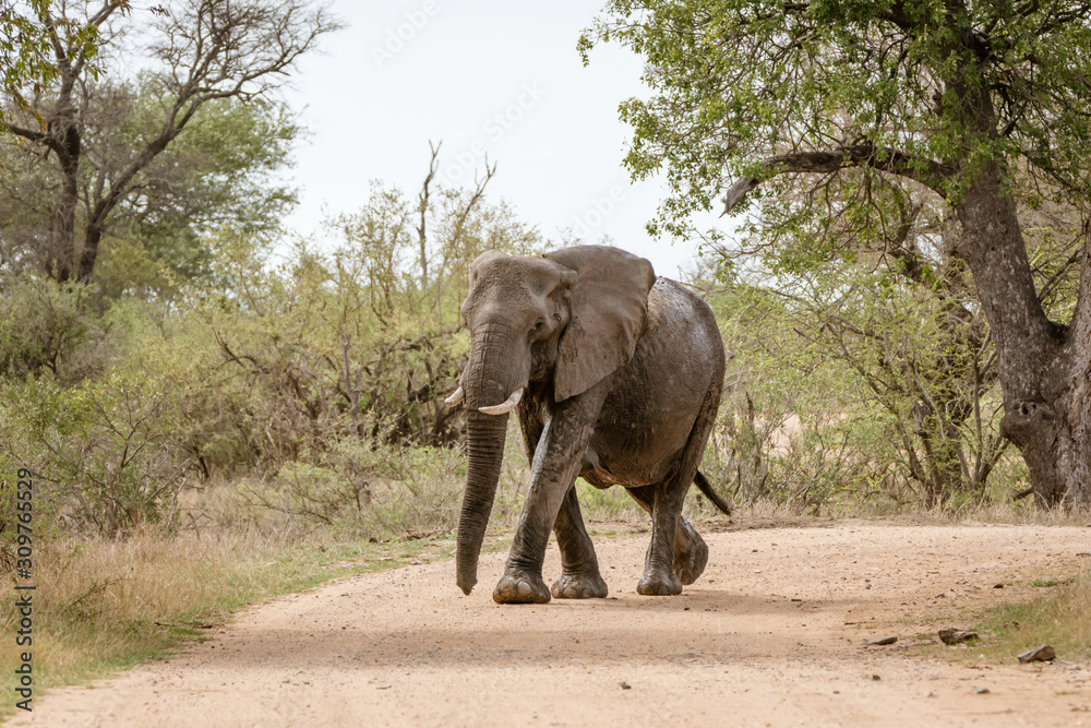 Fototapeta premium African Elephant (Loxodonta africana)
