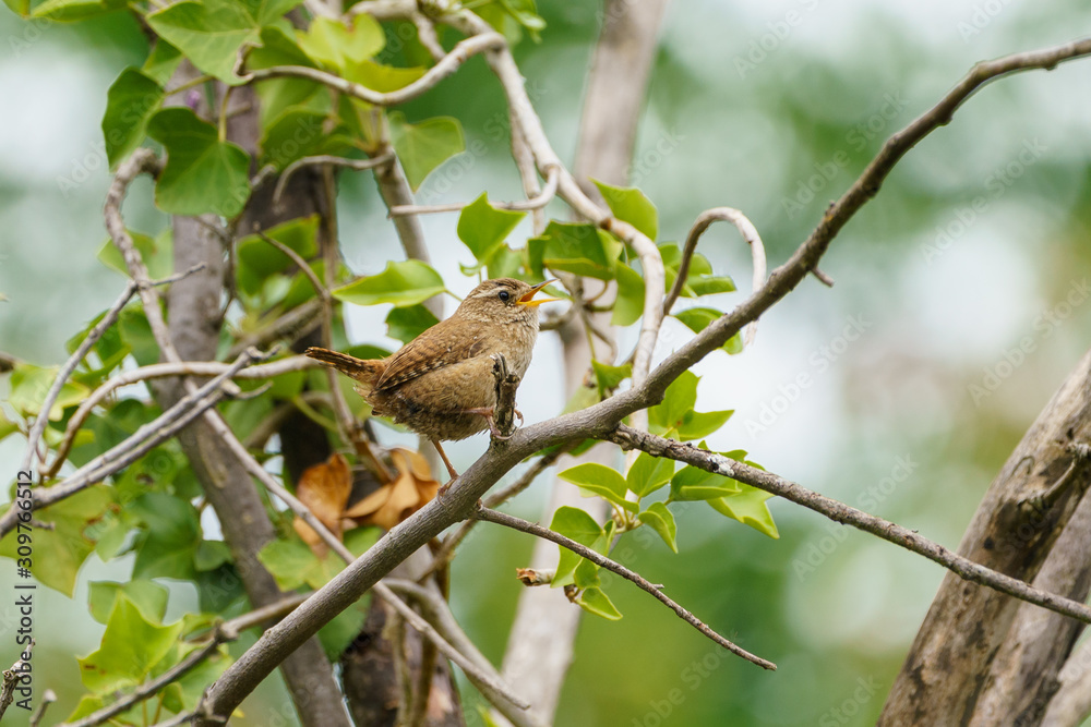 Wren (Troglodytes troglodytes) perched, taken in the UK Wren (Troglodytes troglodytes) perched, taken in the UK