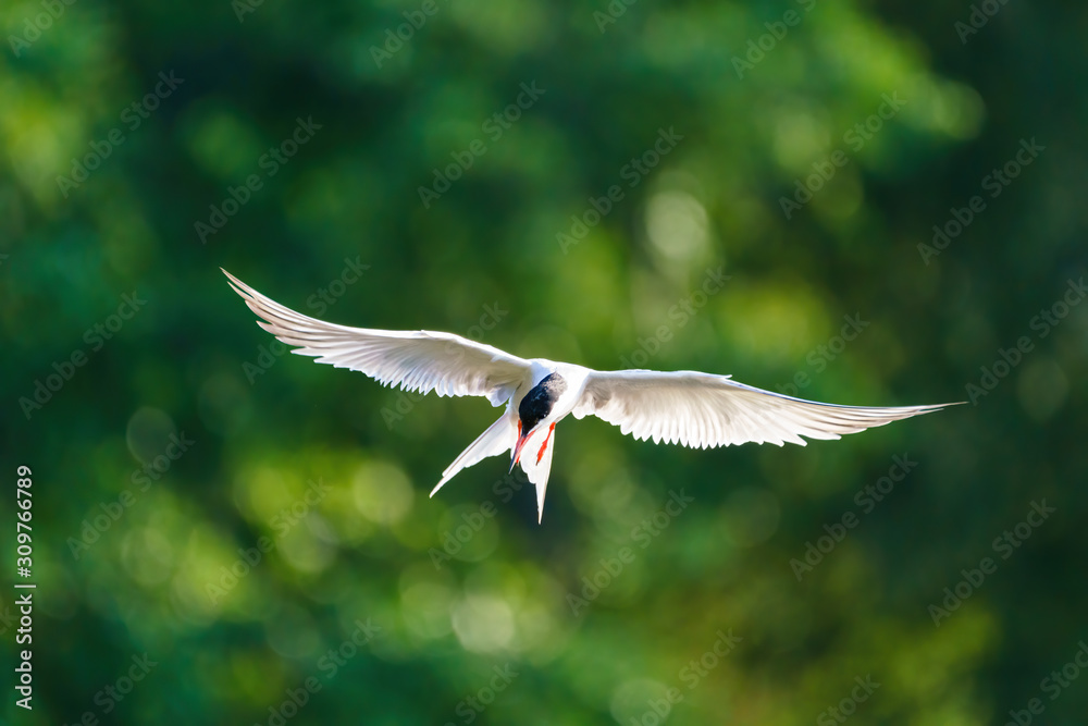 Common Tern (Sterna hirundo) in flight, London, UK Common Tern (Sterna hirundo) in flight, London, UK
