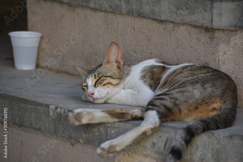 Brown Tabby with White Markings Sleeping, Nizwa, Oman