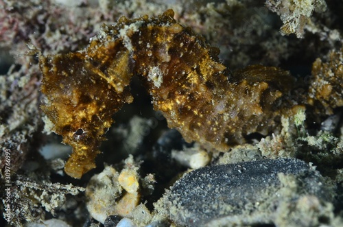 Seahorse