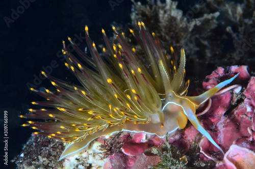 nudibranch