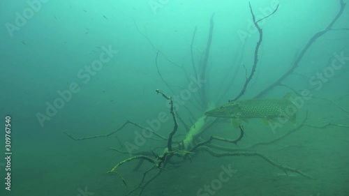 Big pike swimming by sunken tree in lake bottom with small fish schooling around.