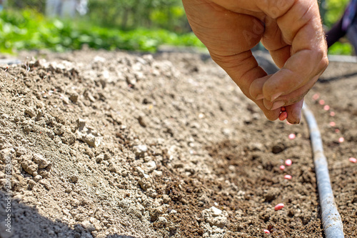 Man dig soil to plant seeds with drip irrigation hose.