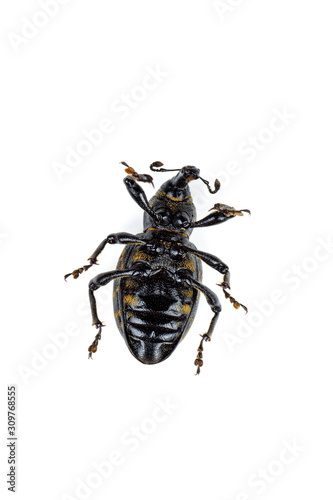Dead large pine weevil isolated on white background