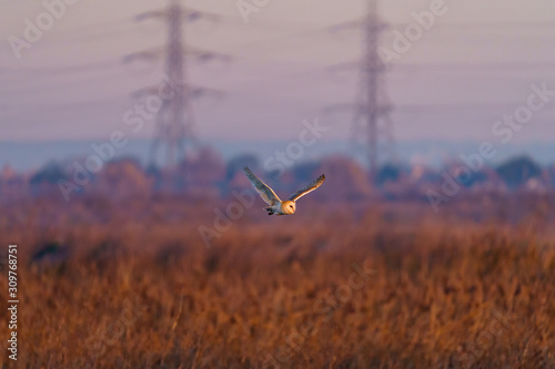 Barn owl  Tyto alba  in flight taken in England