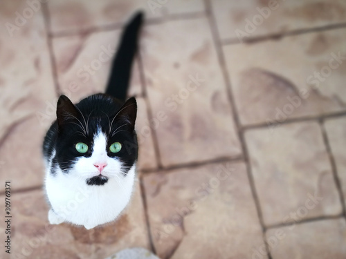 Obraz na plátně Cat looking up and sitting on the floor with copy space