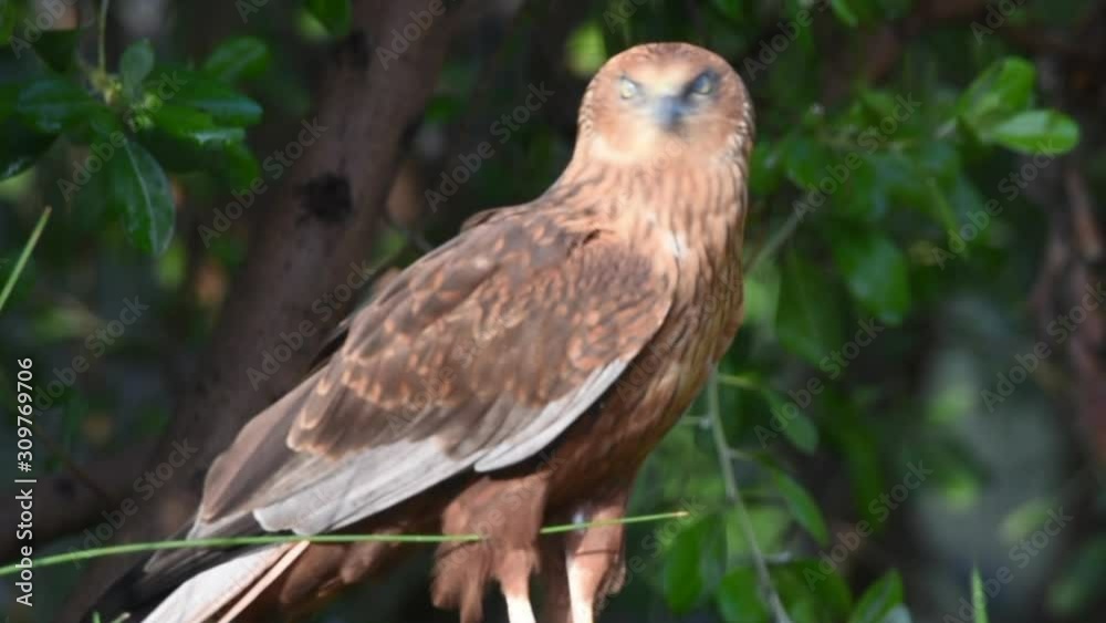 A close up of a female western marsh harrier (Circus aeruginosus) a small raptor standing on the ground looking around. A close up of a female western marsh harrier (Circus aeruginosus) a small raptor standing on the ground looking around.