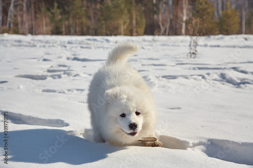 puppy dog in snow in the winter outdoors © bakharev