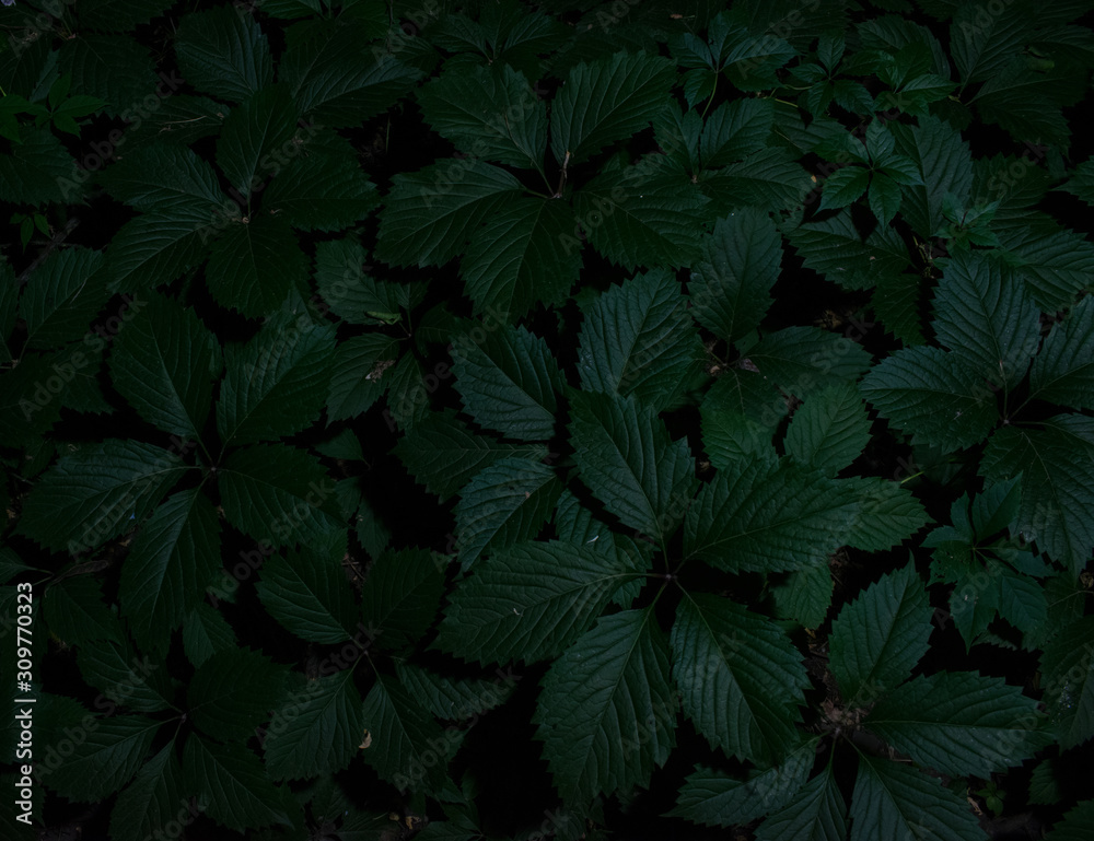 Beautiful green leaves with well-visible veins lit by artificial light in a night park Beautiful green leaves with well-visible veins lit by artificial light in a night park