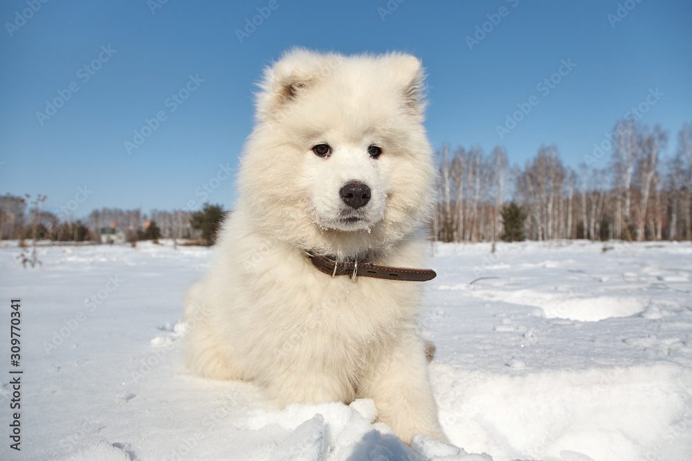 puppy dog in snow in the winter outdoors puppy dog in snow in the winter outdoors