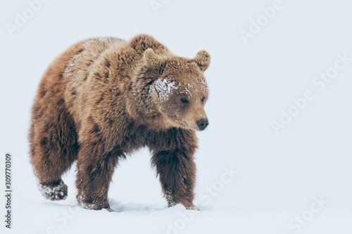 Bear walking in nature in beautiful winter landscape and snowfall.