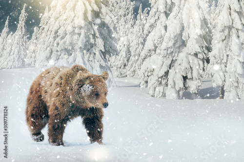 Fotografie Bear walking in nature in beautiful  winter landscape and snowfall