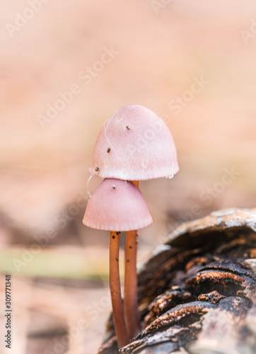 Tiny mushrooms growing on pine cocoons. Close-up image of two small mushrooms.