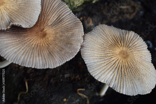 group of mushrooms