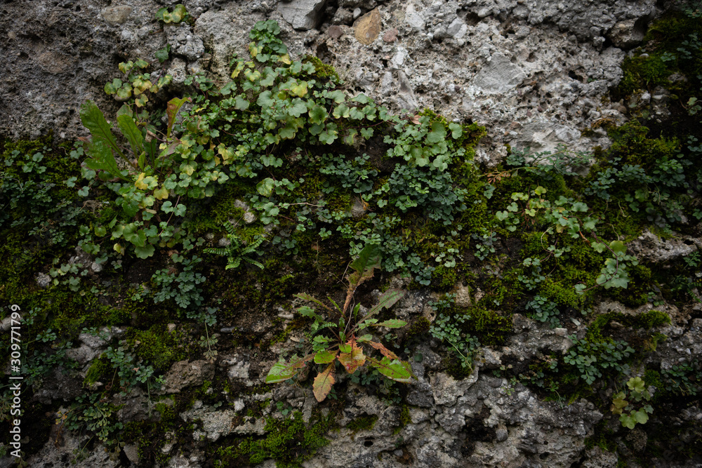 moss on the wall moss on the wall