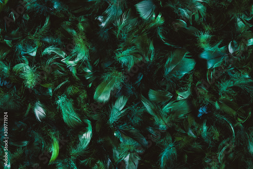 Beautiful dark green feather texture background. Viridian green color. Close up, copy space