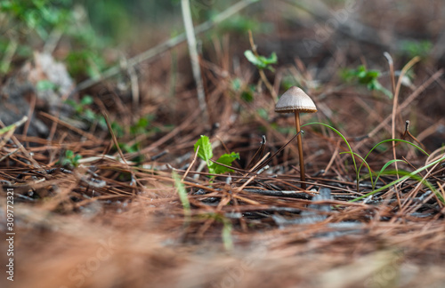 Close-up of small Saprotrophic mushroom. Macro shot of nature themed.