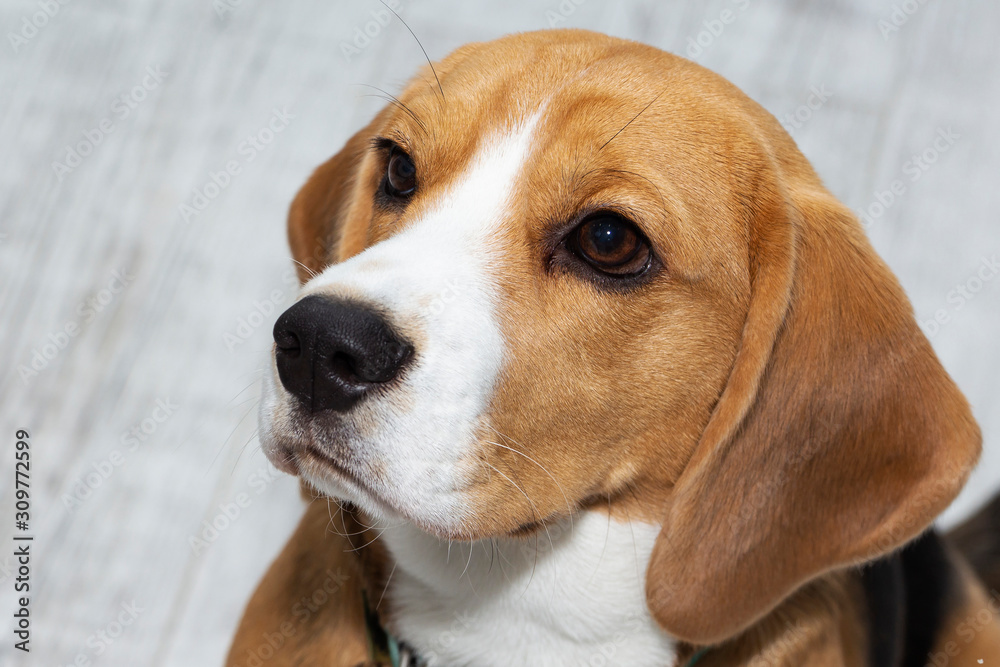 The Beagle dog looks guilty. The dog looks up sadly.