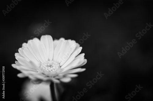 Image of chamomile on black background. Black and white picture of daisy. Photo of artistic daisy on black backdrop.