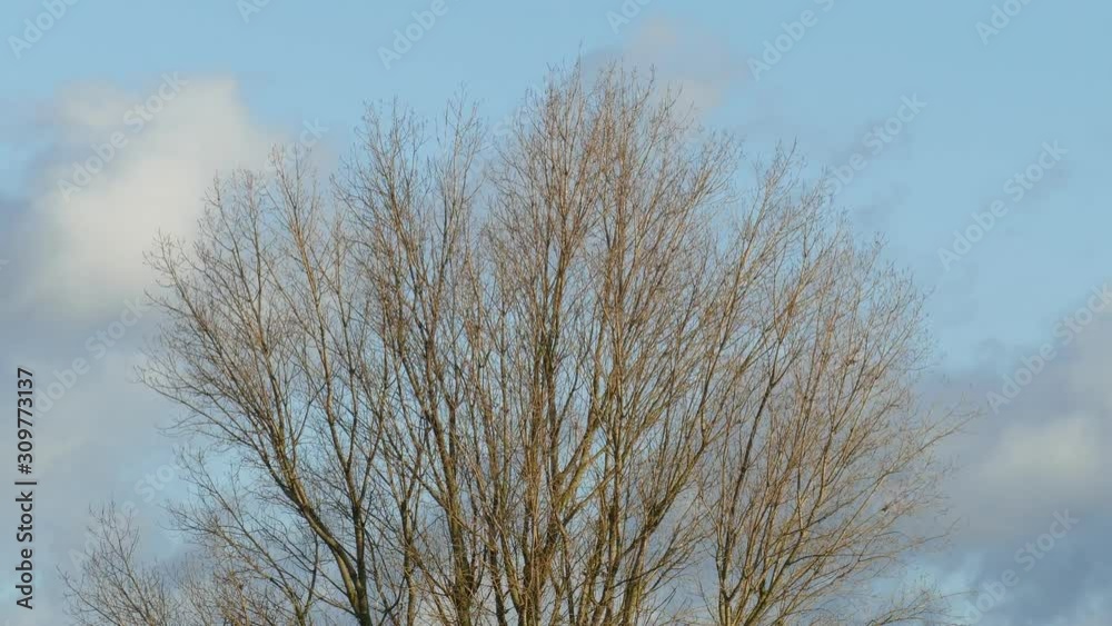 Baumkrone im Winter, Weisse Wolken, Blauer Himmel, Sturm, Wind, Bewegung Baumkrone im Winter, Weisse Wolken, Blauer Himmel, Sturm, Wind, Bewegung