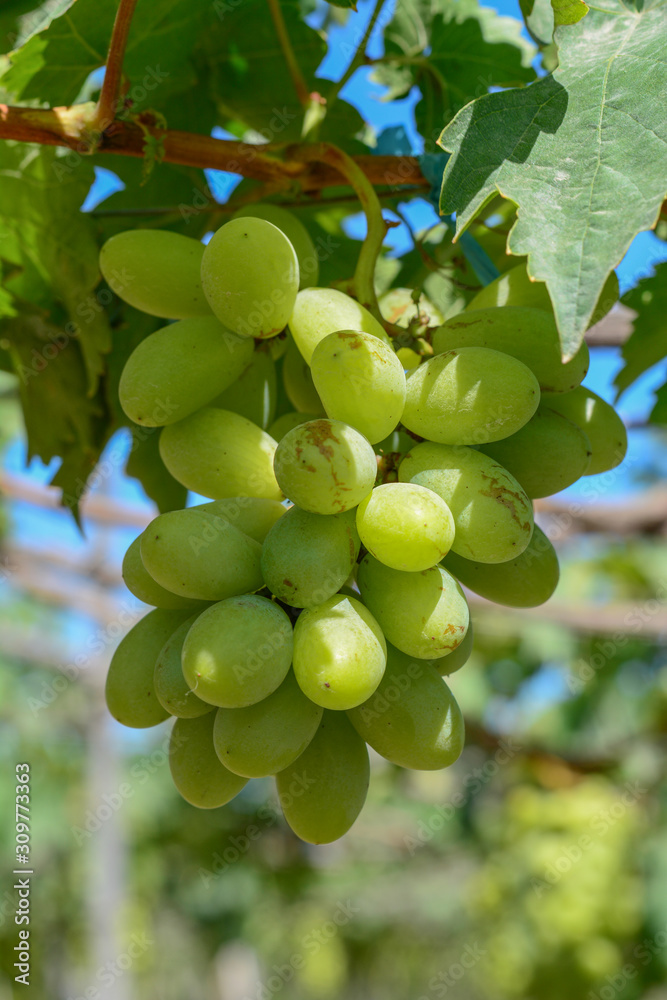 Grapes on the vine at summer day Grapes on the vine at summer day