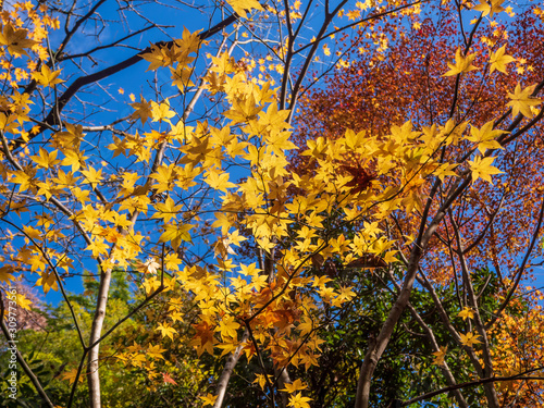 Maple in autumn with beautiful golden foliage on a blue sky background