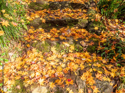 Stone staircase covered with autumn maple leaves