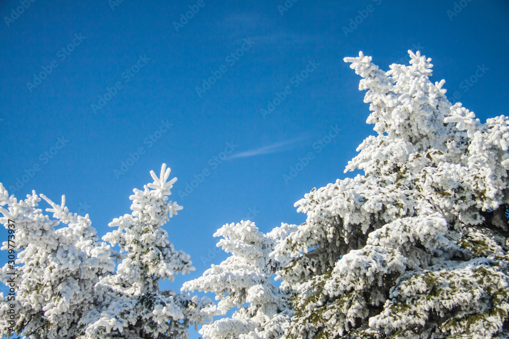 Beautiful winter natural landscape. Branches of spruce covered with snow against blue sky outdoors in forest. Sunny clear day. Background for presentation, card, banner with place for text, lettering Beautiful winter natural landscape. Branches of spruce covered with snow against blue sky outdoors in forest. Sunny clear day. Background for presentation, card, banner with place for text, lettering