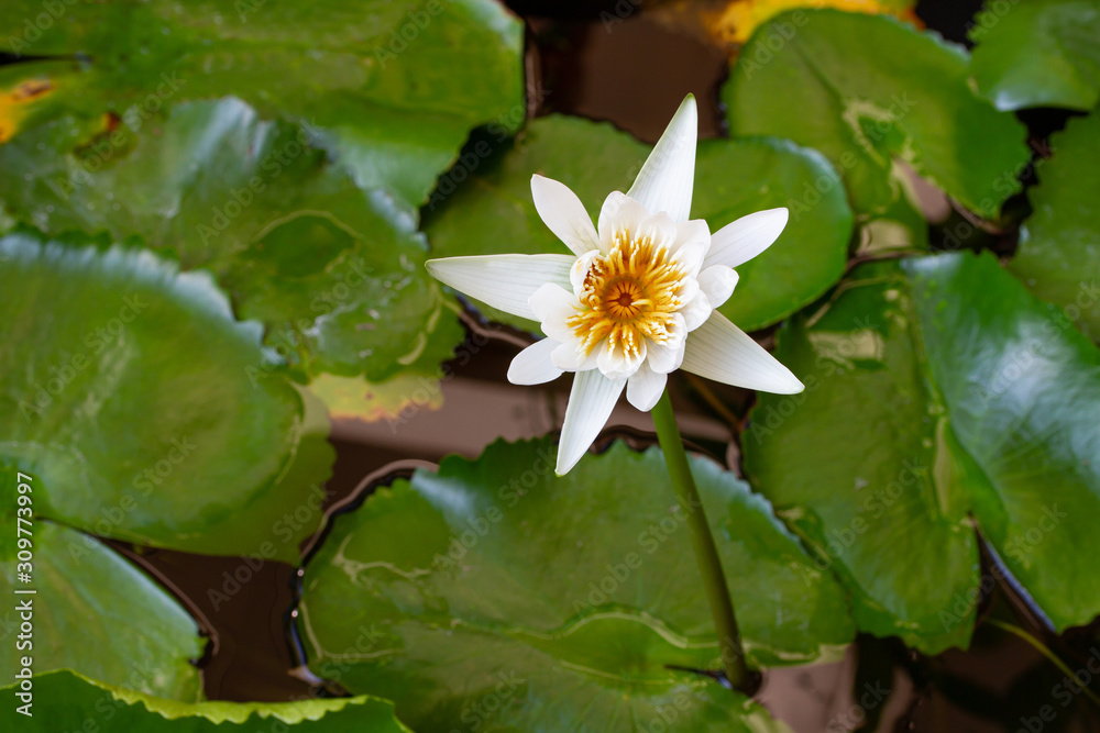 White lotus flowers in the lotus pond top view White lotus flowers in the lotus pond top view
