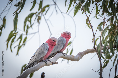 Animals Birds in Queensland Australia Eagleby Wetlands 