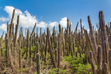 Cactus field with many cacti and sky