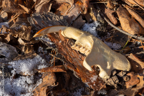 An old part of the animal's skull a beaver lies on the ground in the forest,