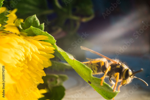 Macro of a wasp bee on a yellow chrysanthemum flower.